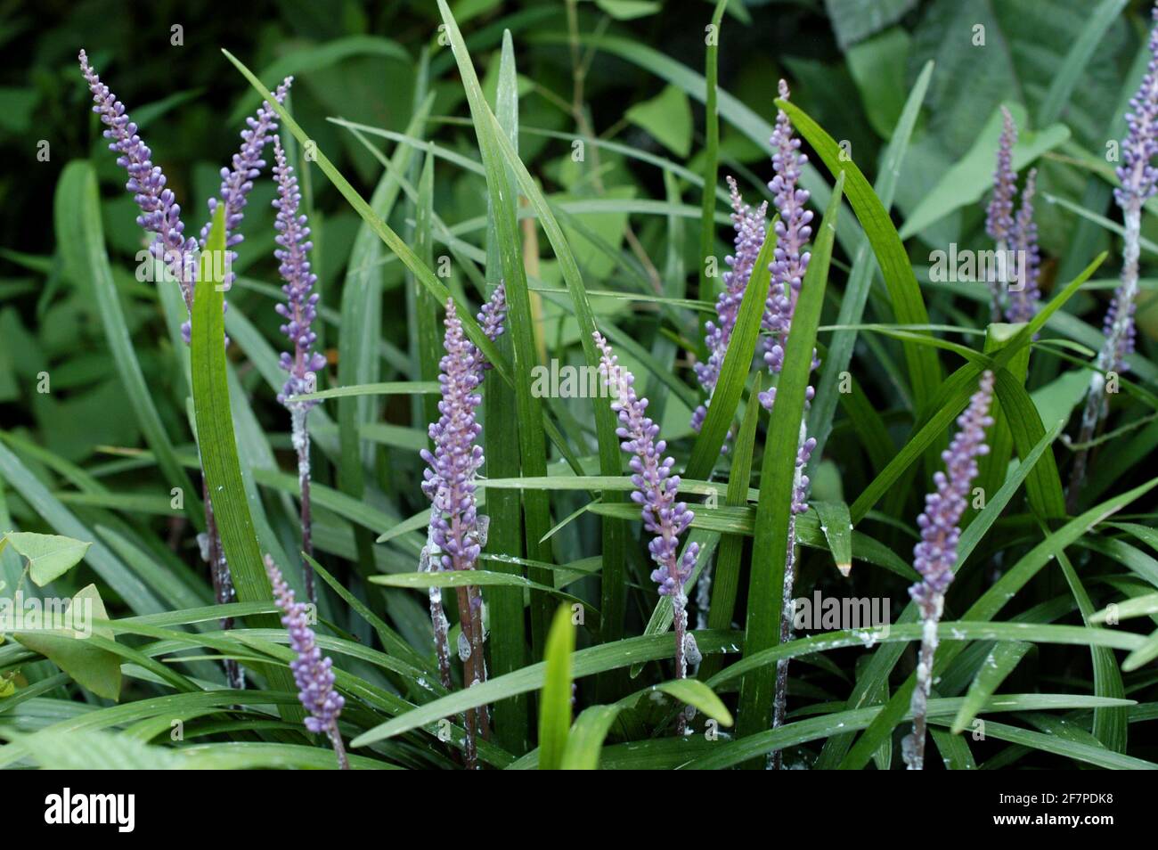 Liriope platyphylla with pretty green leaves and purple flowers Stock Photo