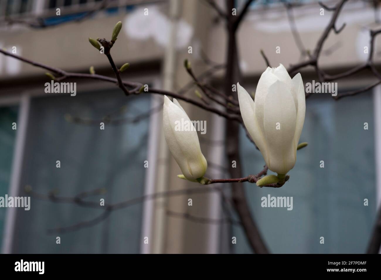 White magnolia expresses spring well Stock Photo