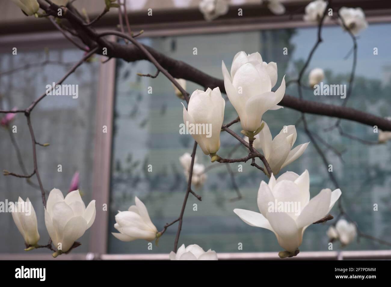 White magnolia expresses spring well Stock Photo
