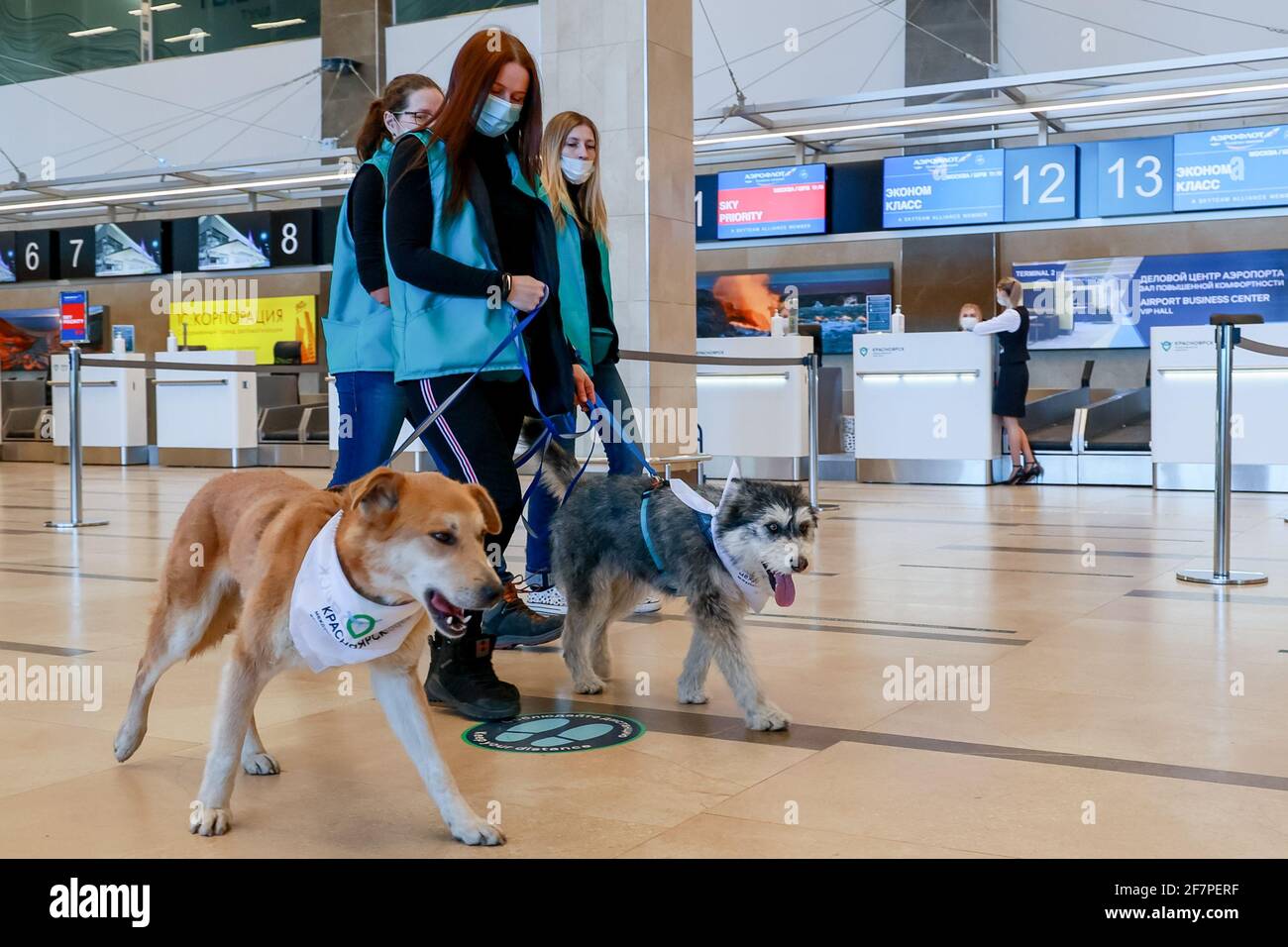 Krasnoyarsk Territory, Russia. 9th Apr, 2021. Employees of the PovoDOG  animal shelter and dogs are seen at Dmitri Hvorostovsky Krasnoyarsk  International Airport as part of the Emotional Support Dog project.  Emotional Support