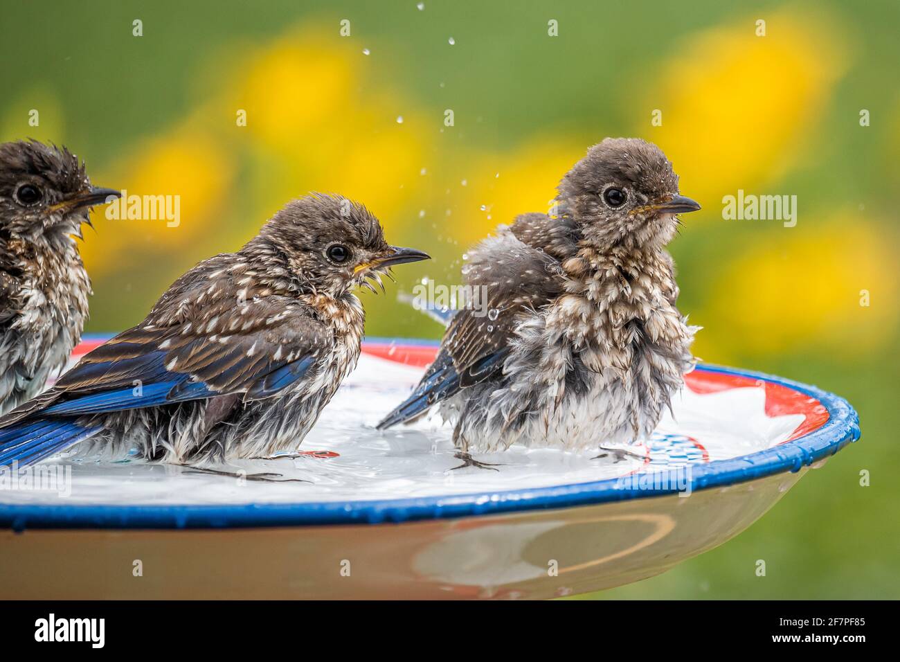 Baby Eastern Bluebirds play in a birdbath with splashing water drops