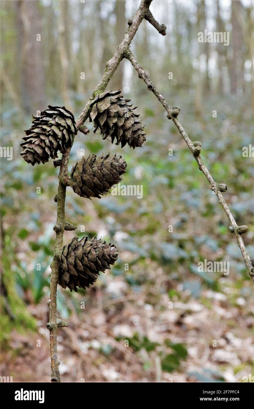 Conifers Stock Photo