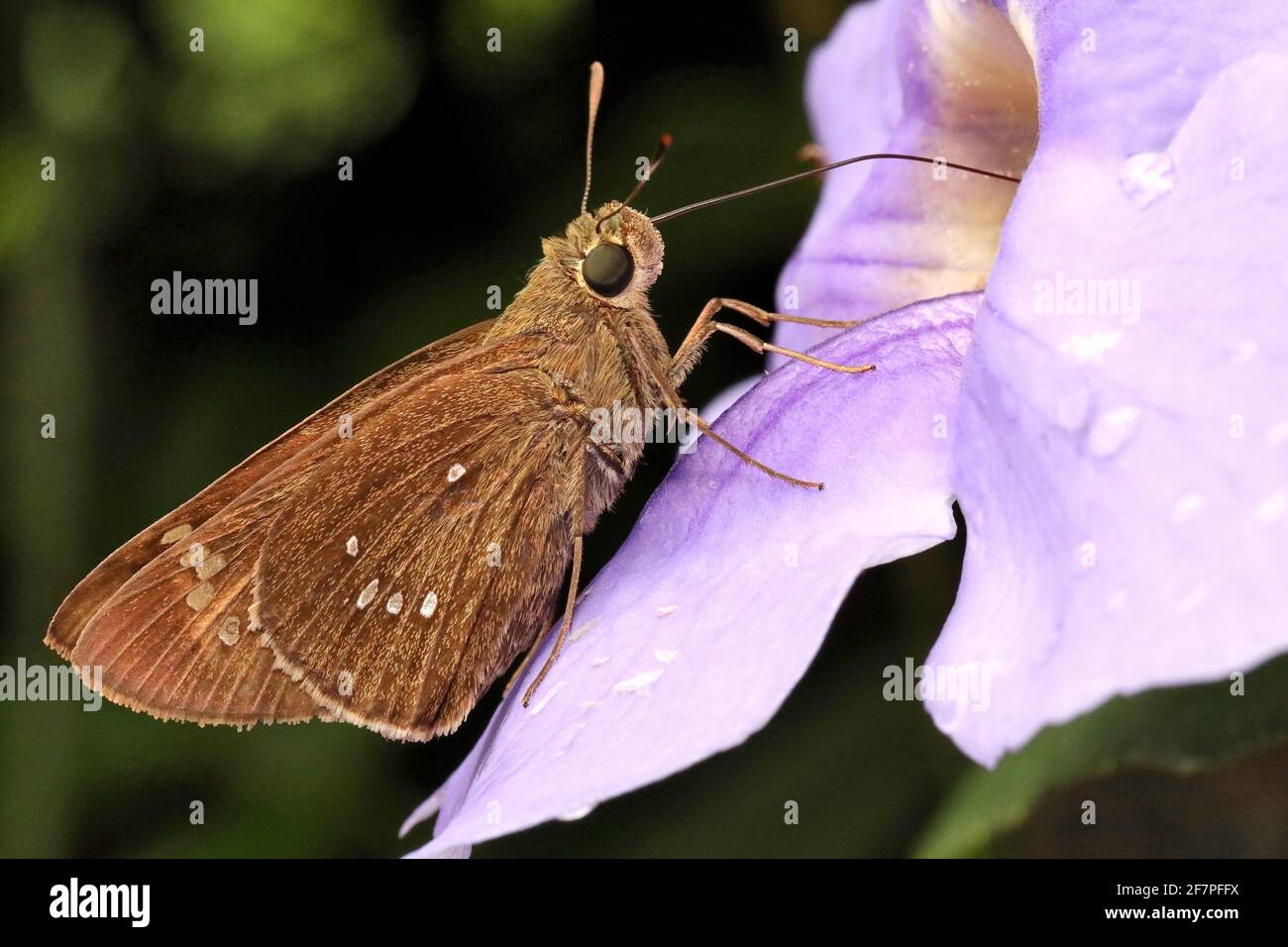Dark Banded Swift Butterfly, Pelopidas agna, Ganeshgudi, Karnataka India Stock Photo