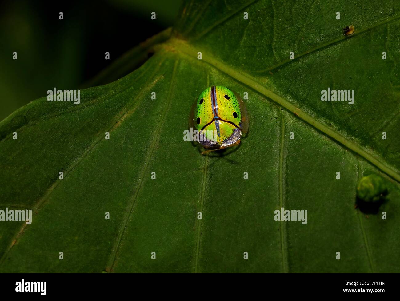 Indian Green Tortoise Shell Beetle, Chiridopsis bipunctata, Kudremukh ...