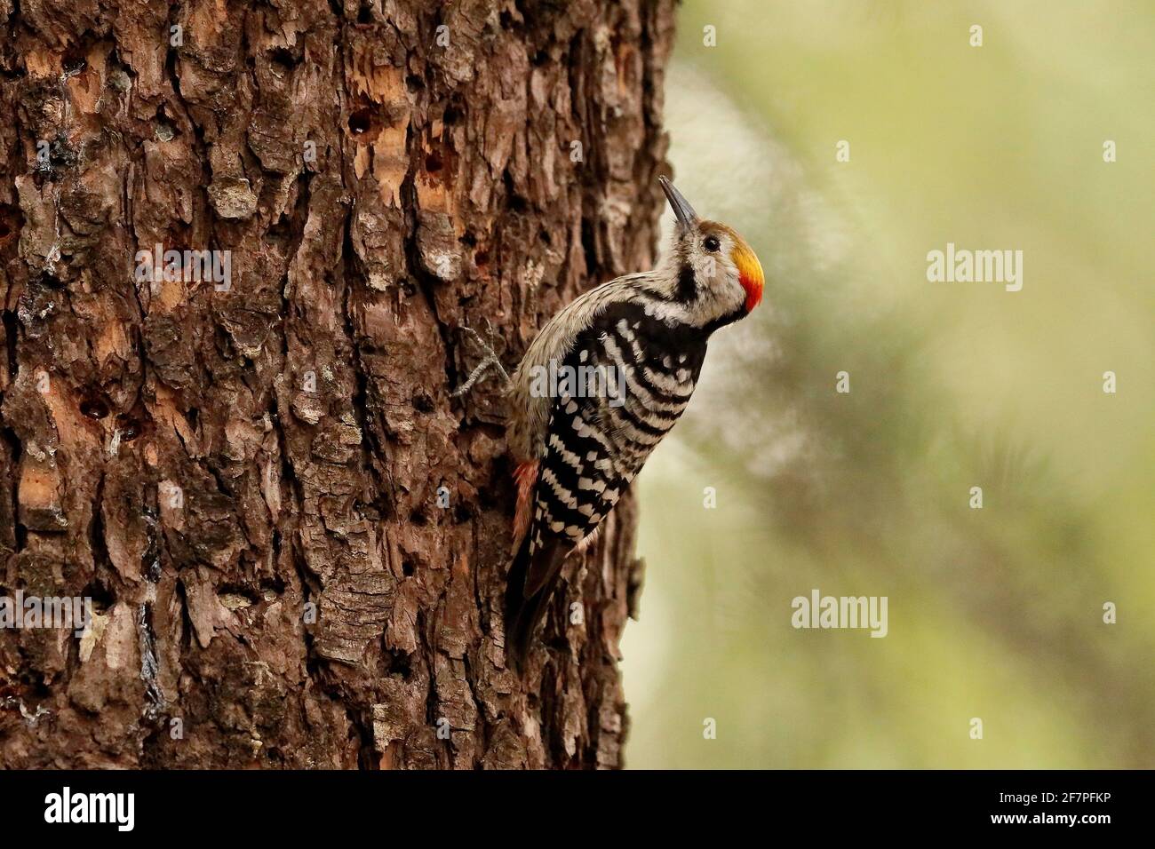 Brown Fronted Woodpecker, Leiopicus auriceps,Ranikhet, Uttarakhand, India Stock Photo