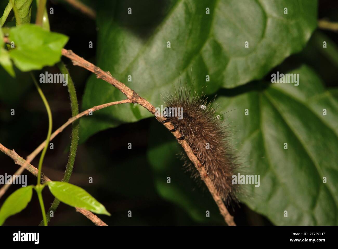 Ruby tiger moth caterpillar, Phragmatobia fuliginosa, West Bengal, India Stock Photo