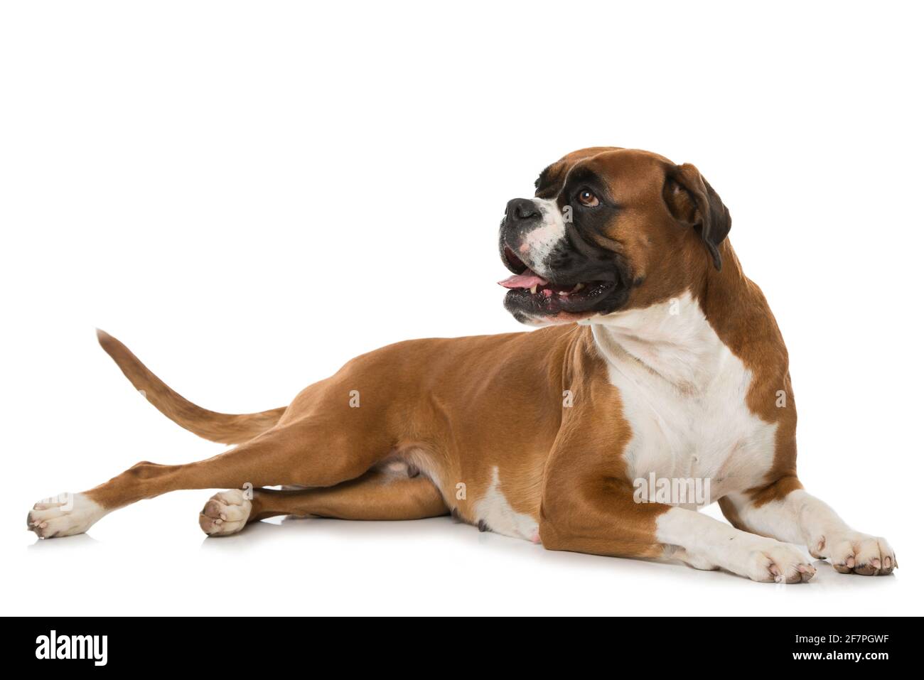 Adult boxer dog isolated on white background Stock Photo - Alamy