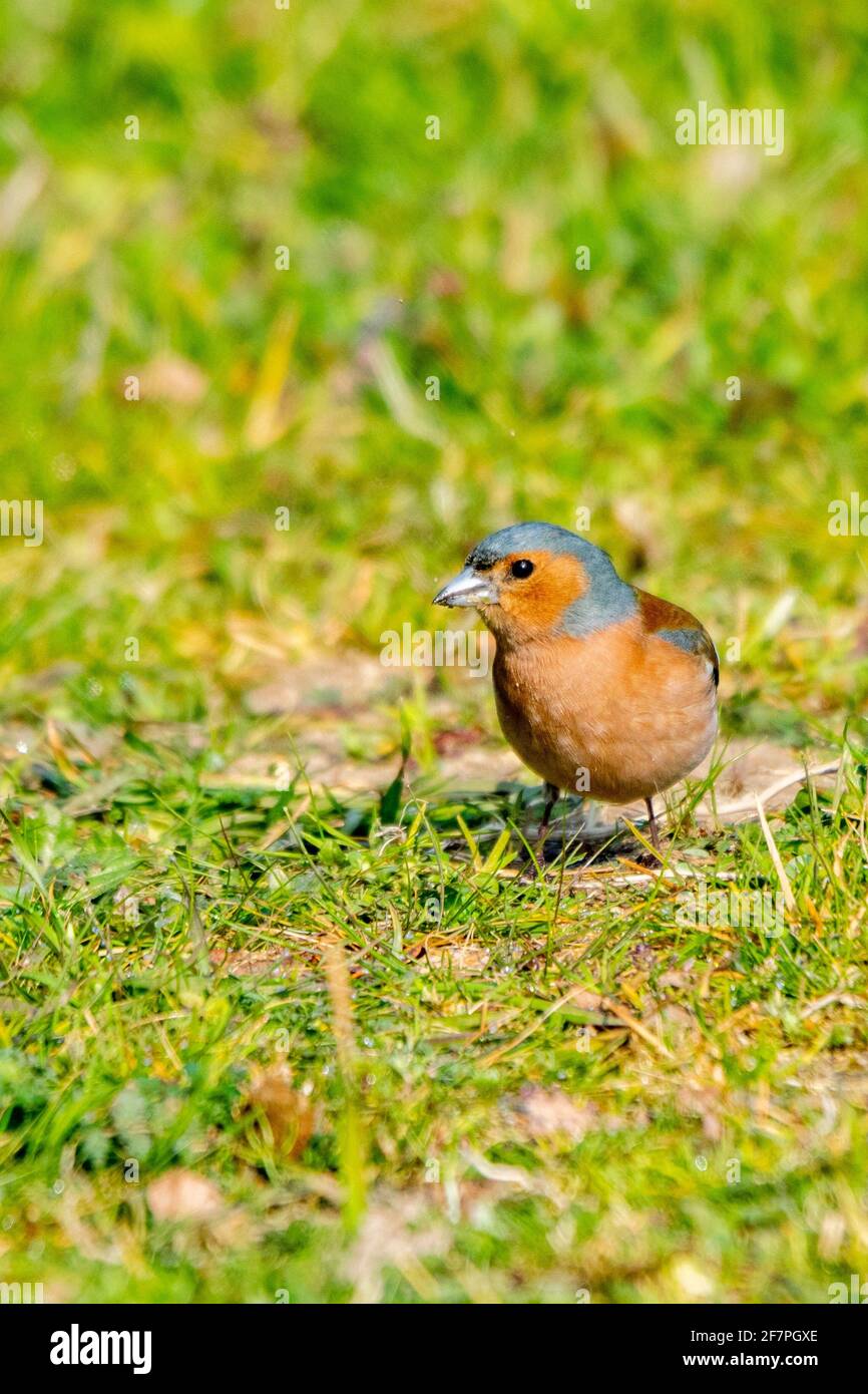 portrait of chaffinch in the grass Stock Photo
