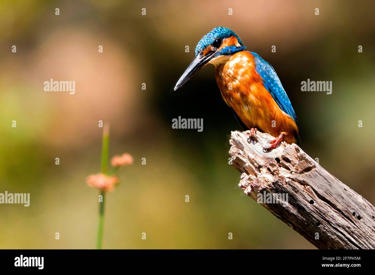 Kingfisher, Alcedo athis,Tajo River, Monfrague National Park, ZEPA, Biosphere Reserve, Caceres Province, Extremadura, Spain, Europe Stock Photo