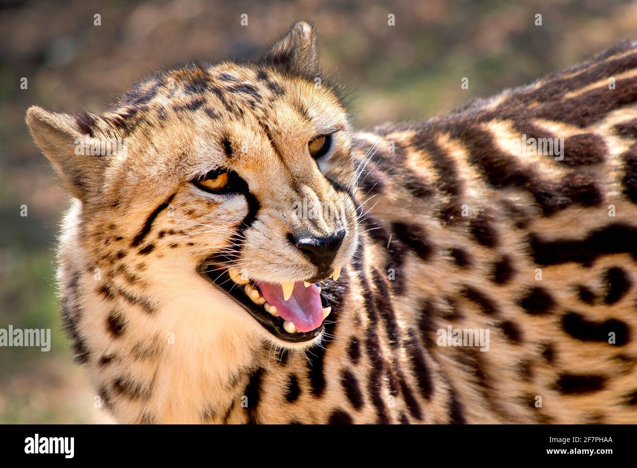 Cheetah, Acinonyx jubatus, Wildlife Reserve, South Africa, Africa Stock
