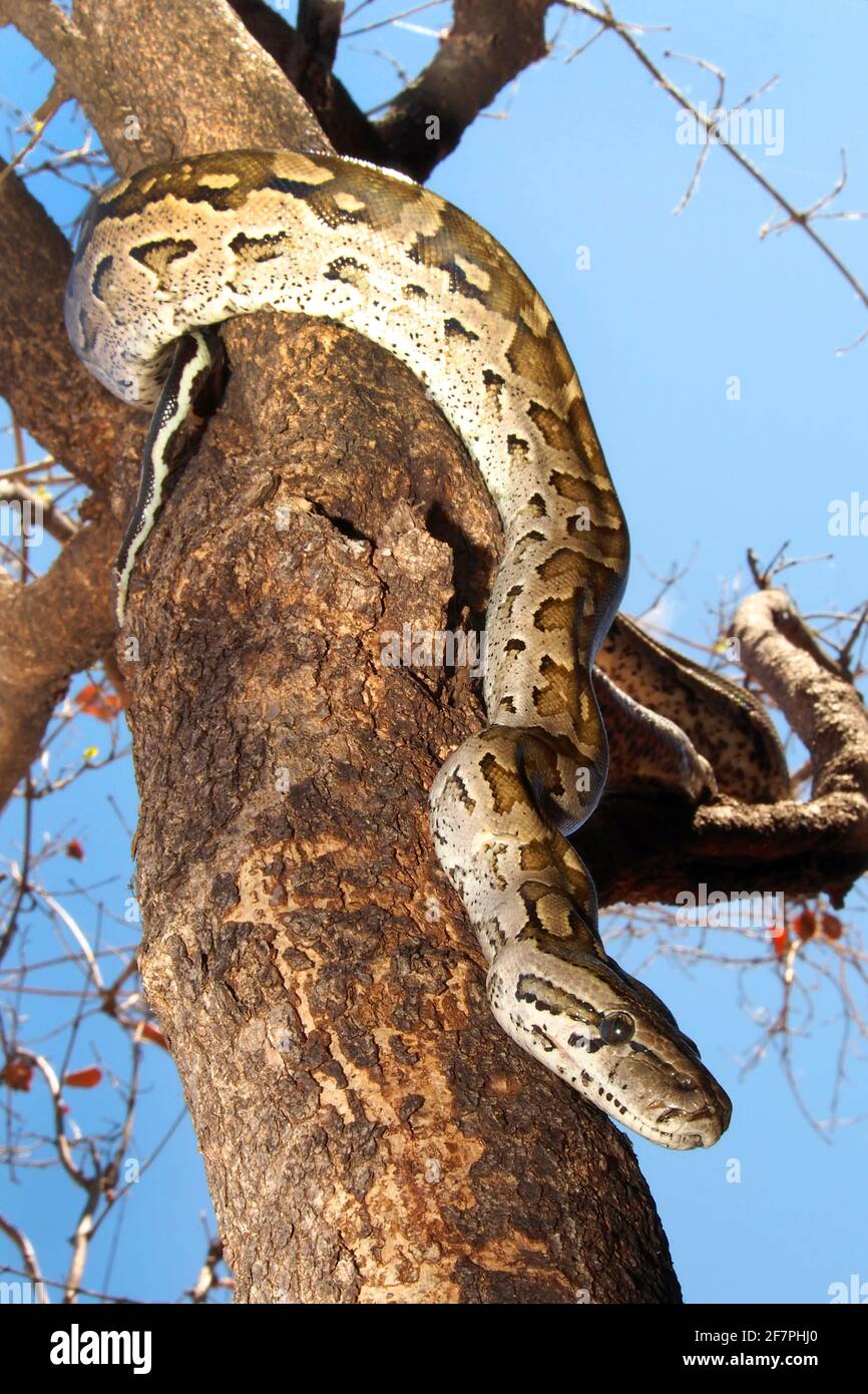 African Rock Python, Python natalensis, Chobe National Park, Botswana, Africa Stock Photo
