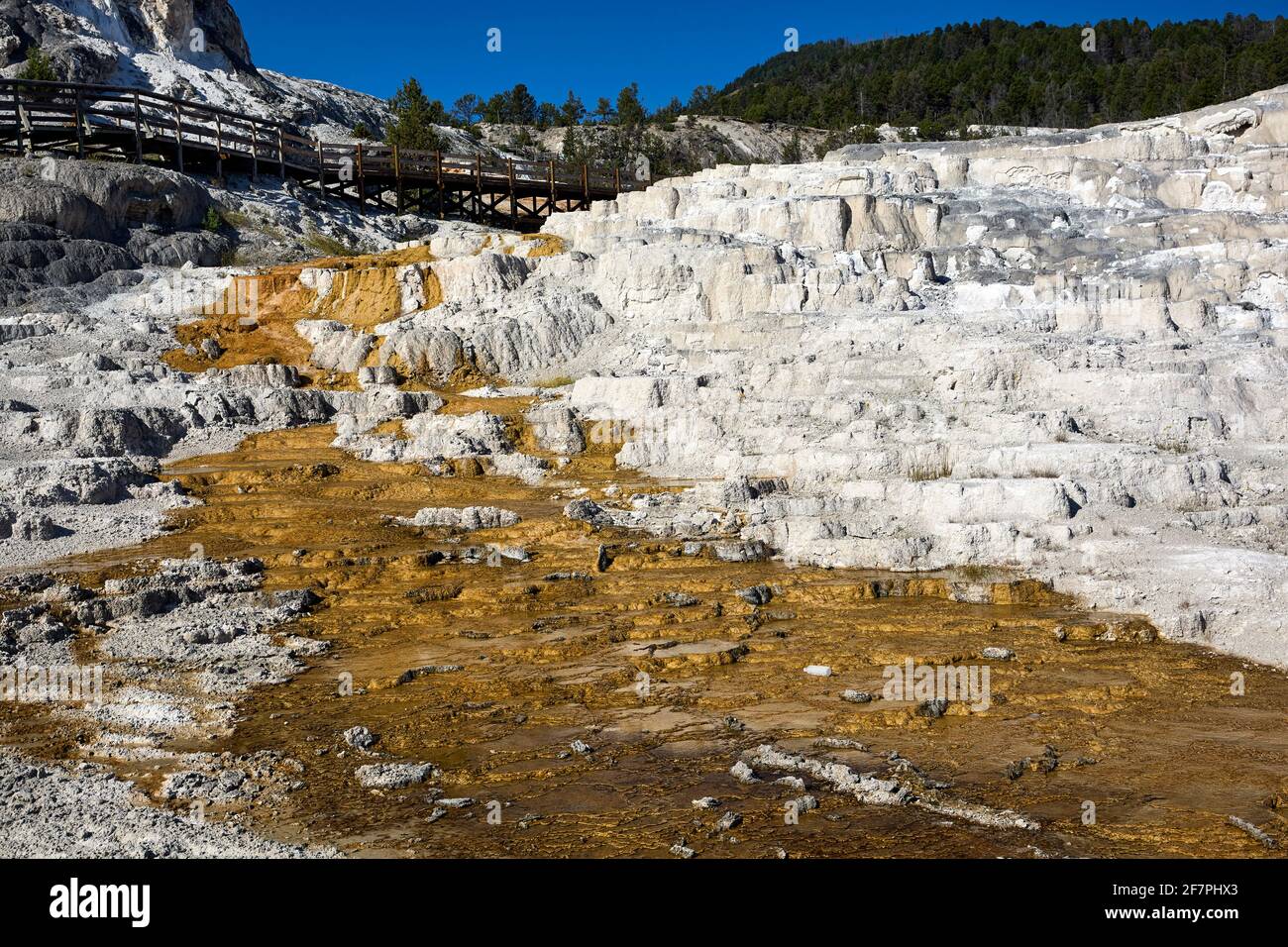 Minerva Terrace at the Mammoth Hot Springs. Yellowstone National Park. Wyoming. USA. Stock Photo