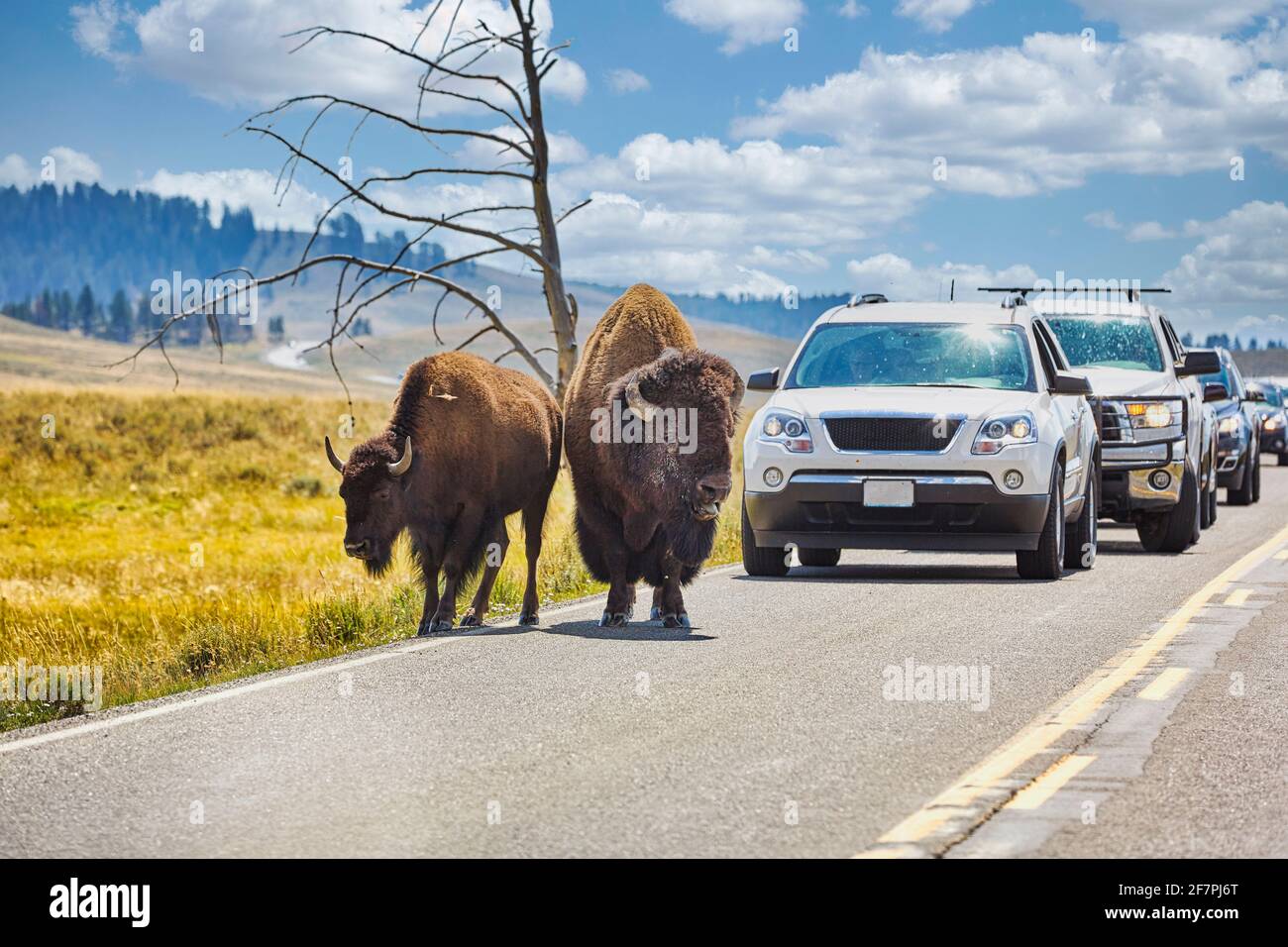 Bisons crossing road In the Yellowstone National Park. Wyoming. USA. Stock Photo