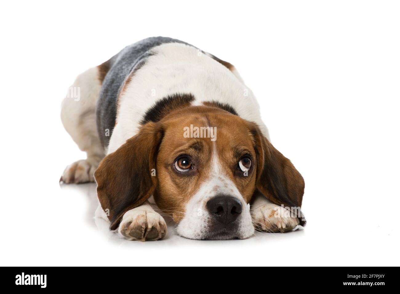 Beagle dog isolated on white background Stock Photo - Alamy