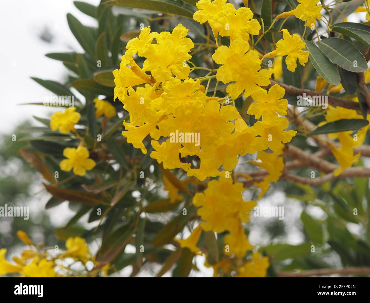 Paraguayan Silver Trumpet Tree, Silver Trumpet Tree, Tree of Gold, Tabebuia argentea Britton, Bignoniaceae yellow flower blooming tree in garden on na Stock Photo