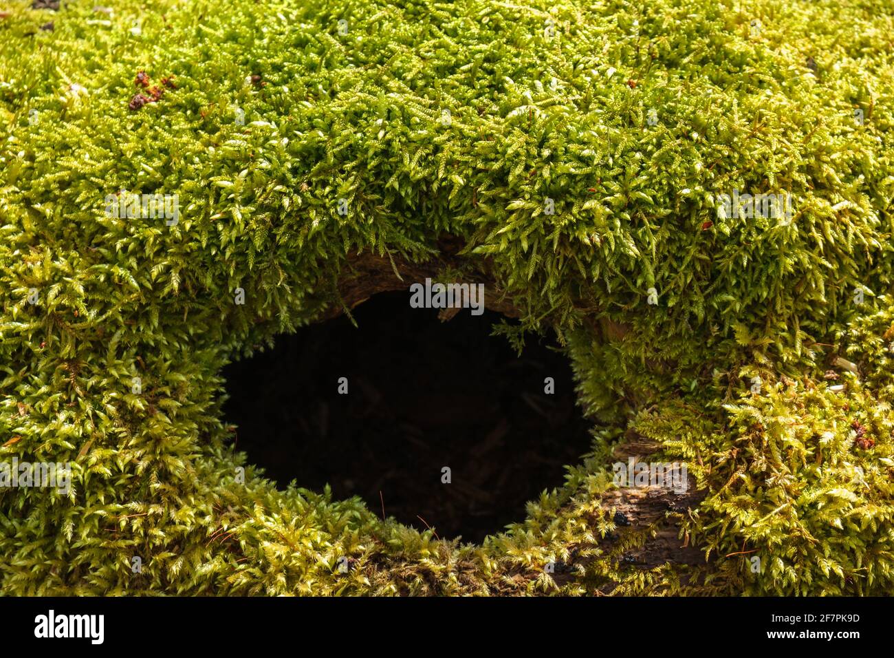 Fallen tree with hole hi-res stock photography and images - Alamy