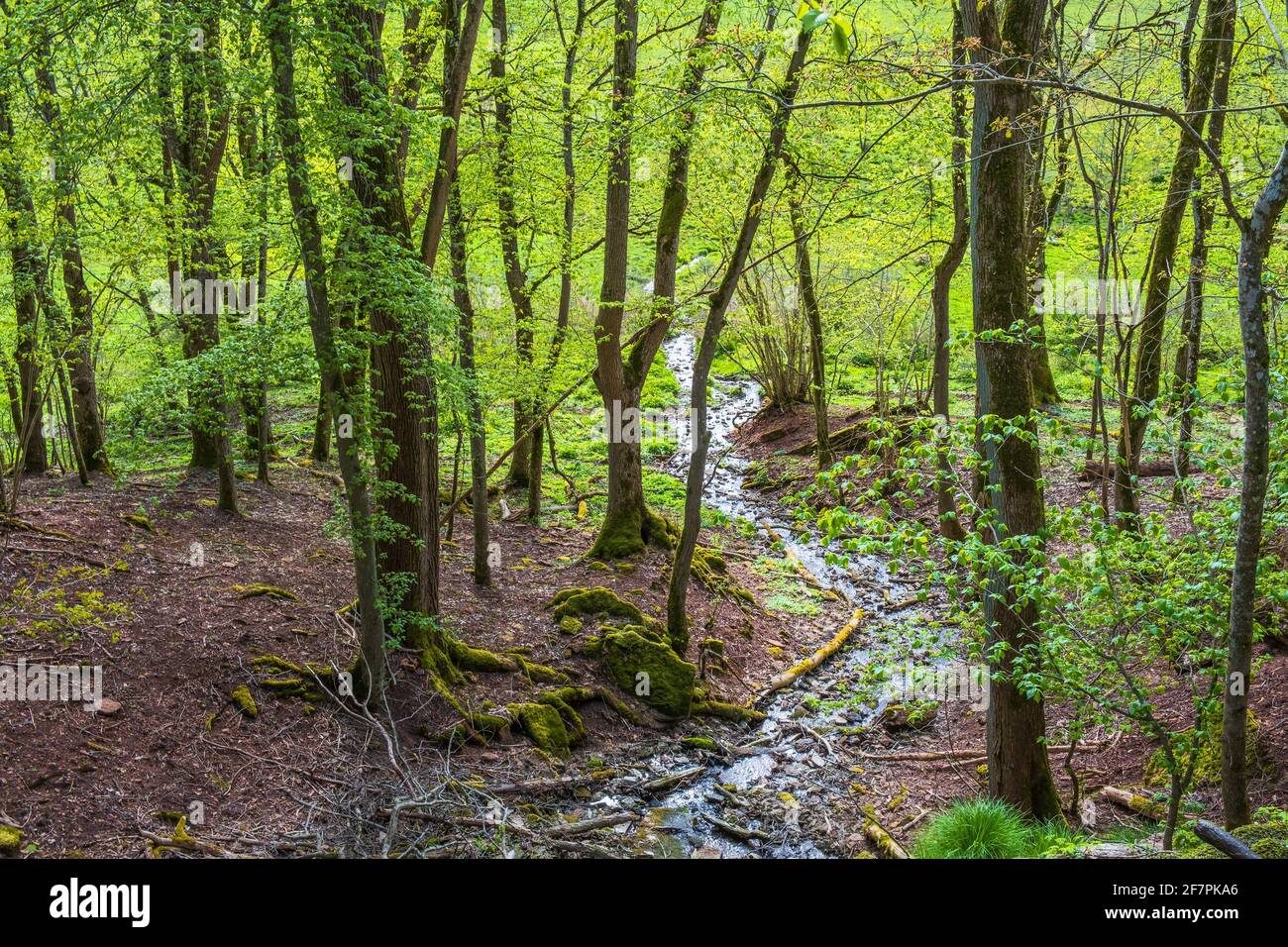 Stream in a deciduous forest with fresh leaves in spring Stock Photo