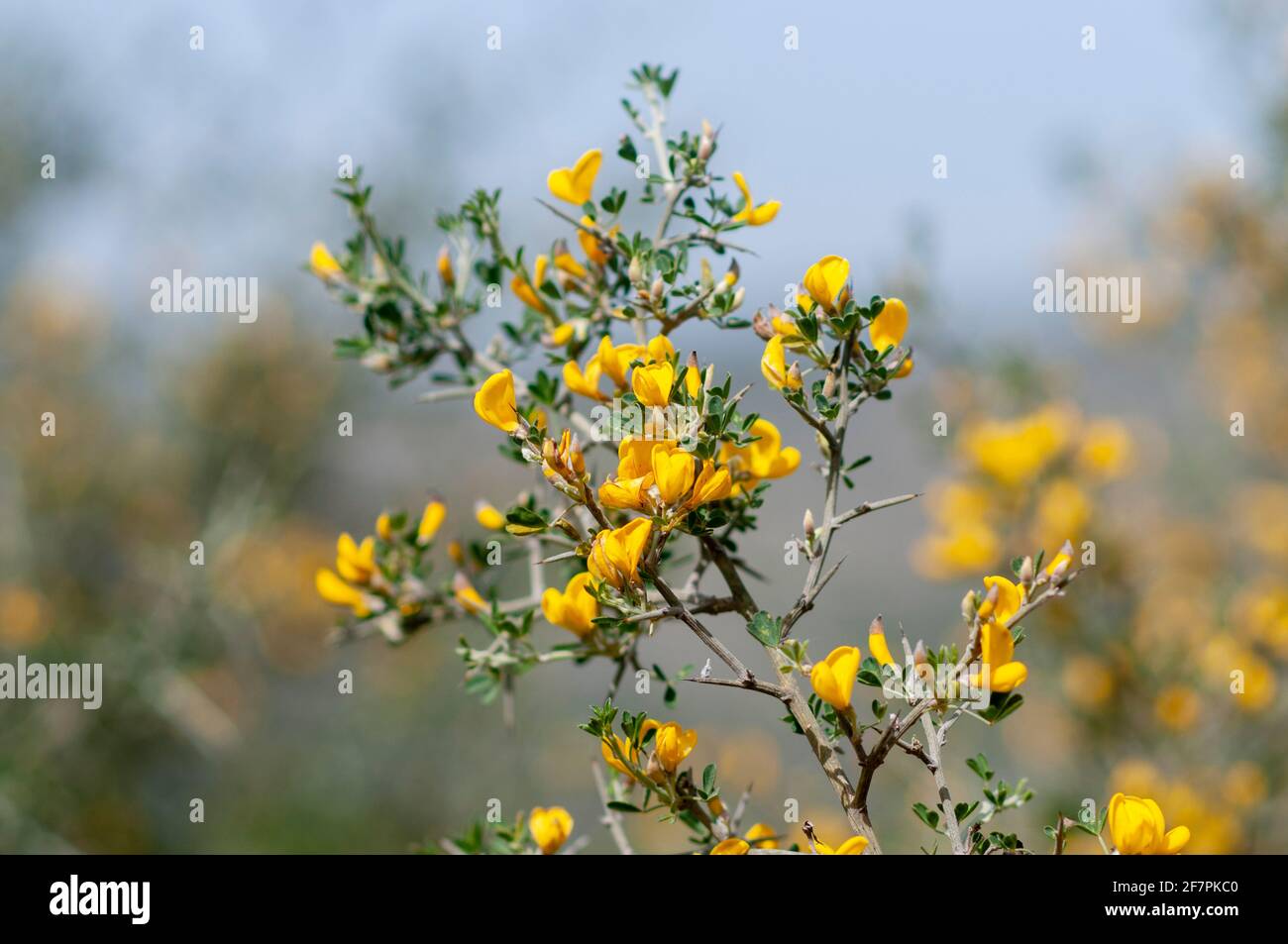 Calicotome villosa, also known as hairy thorny broom and spiny broom, is a small shrubby tree native to the eastern Mediterranean region. Photographed Stock Photo