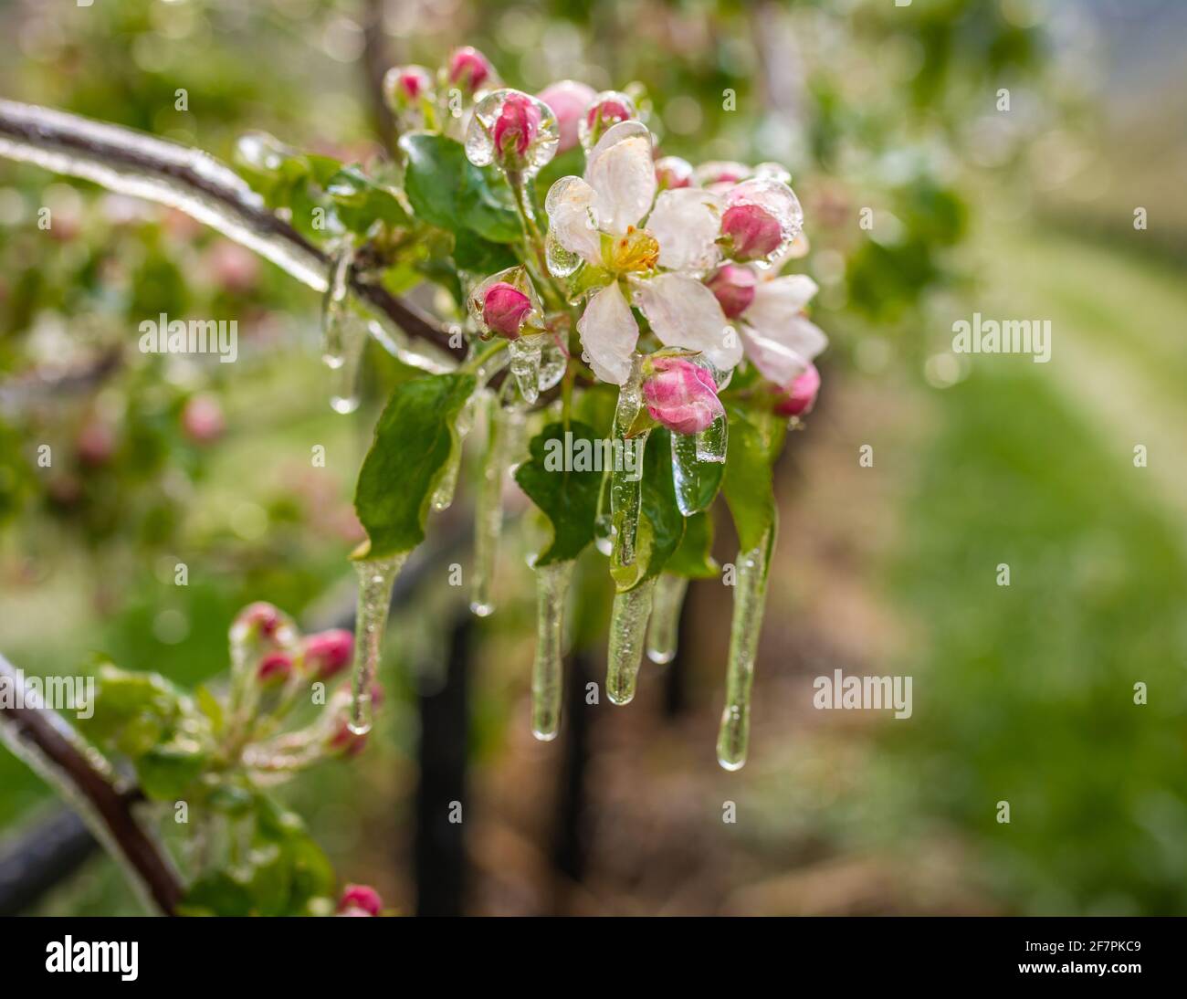 Apple flowers covered with a sparkling layer of ice. Ice stalactites on apple plants after watering which prevents the freezing of the flower Stock Photo