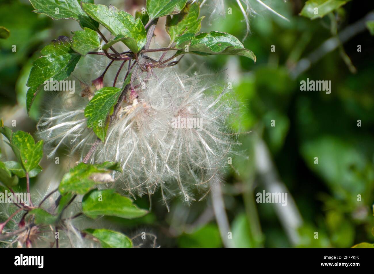 Blow ball seeds caught on the branches of a tree Stock Photo