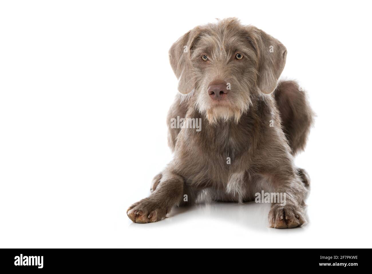 wire haired weimaraner