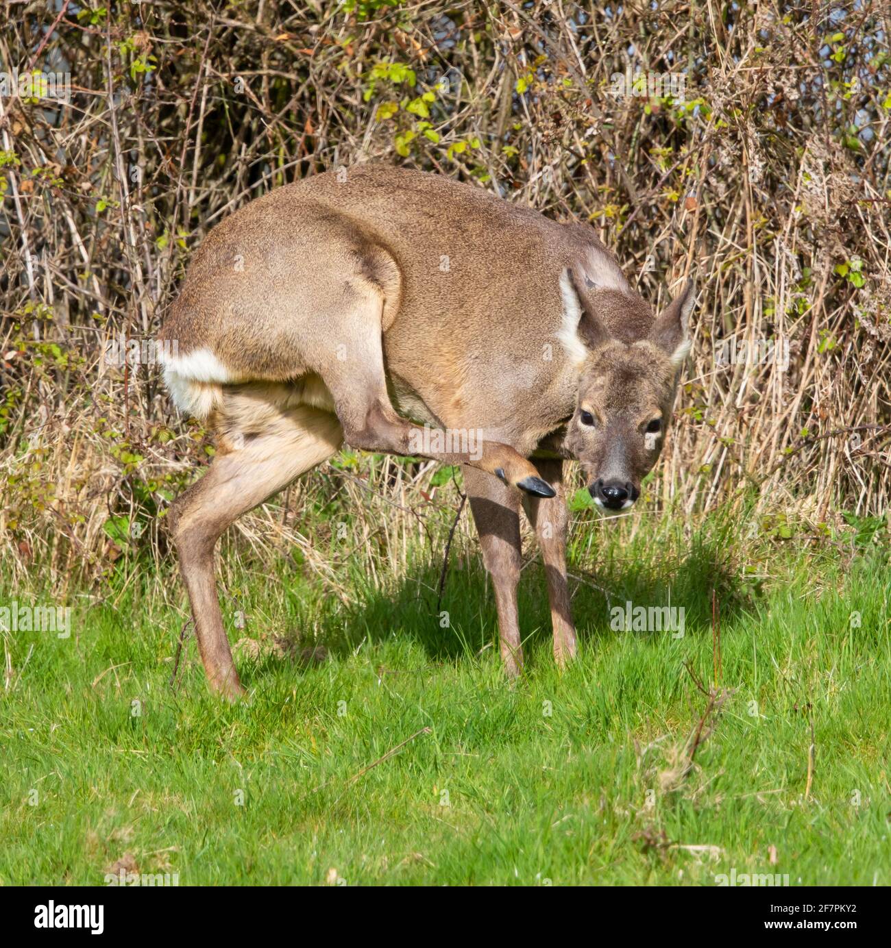 Female roe deer uk spring hi-res stock photography and images - Alamy