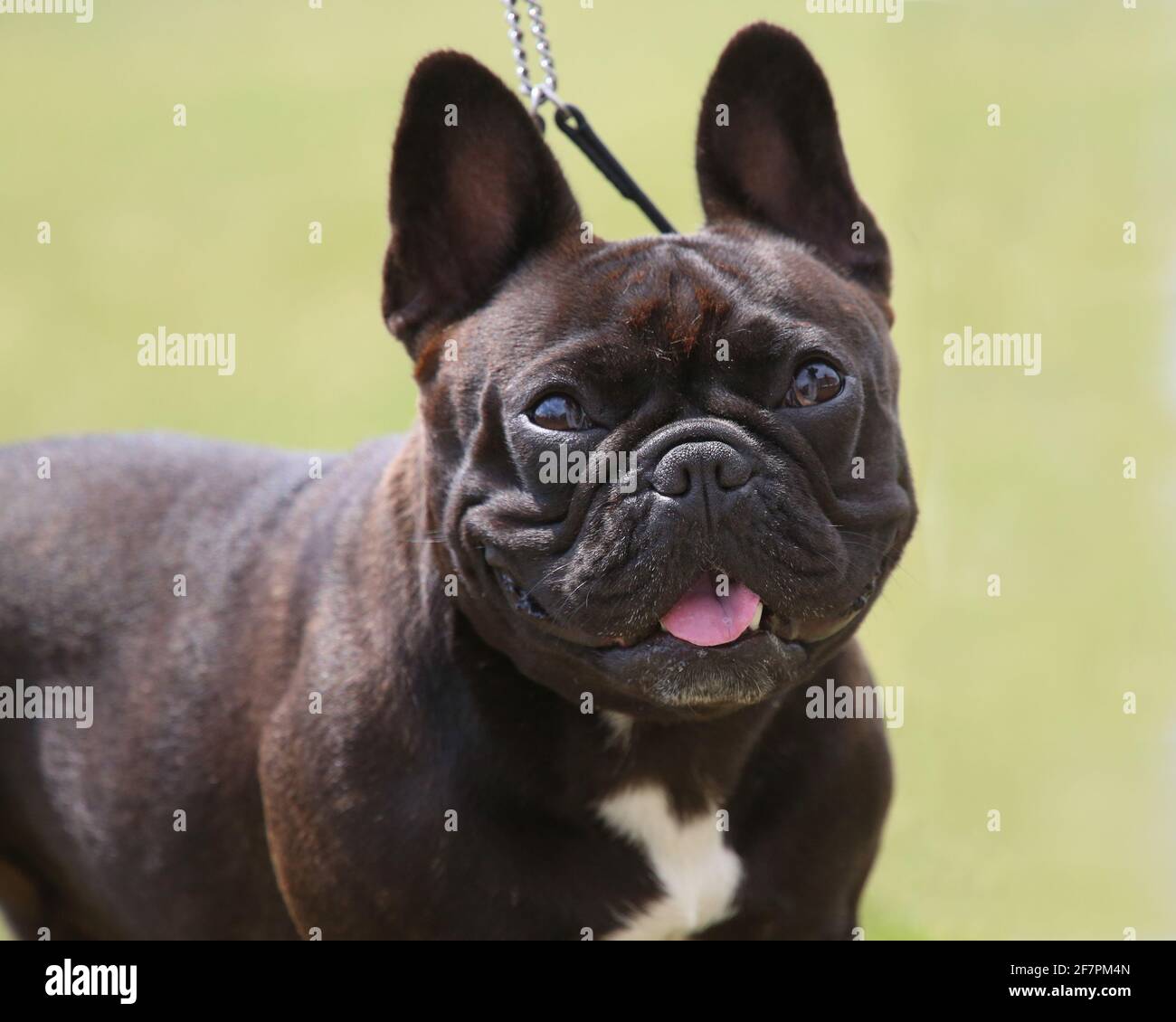 French Bulldog at a dog show Stock Photo Alamy
