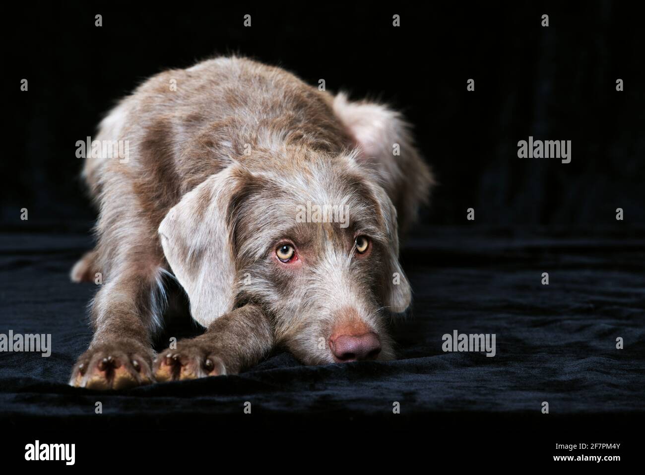 Weimaraner dog isolated on black background Stock Photo