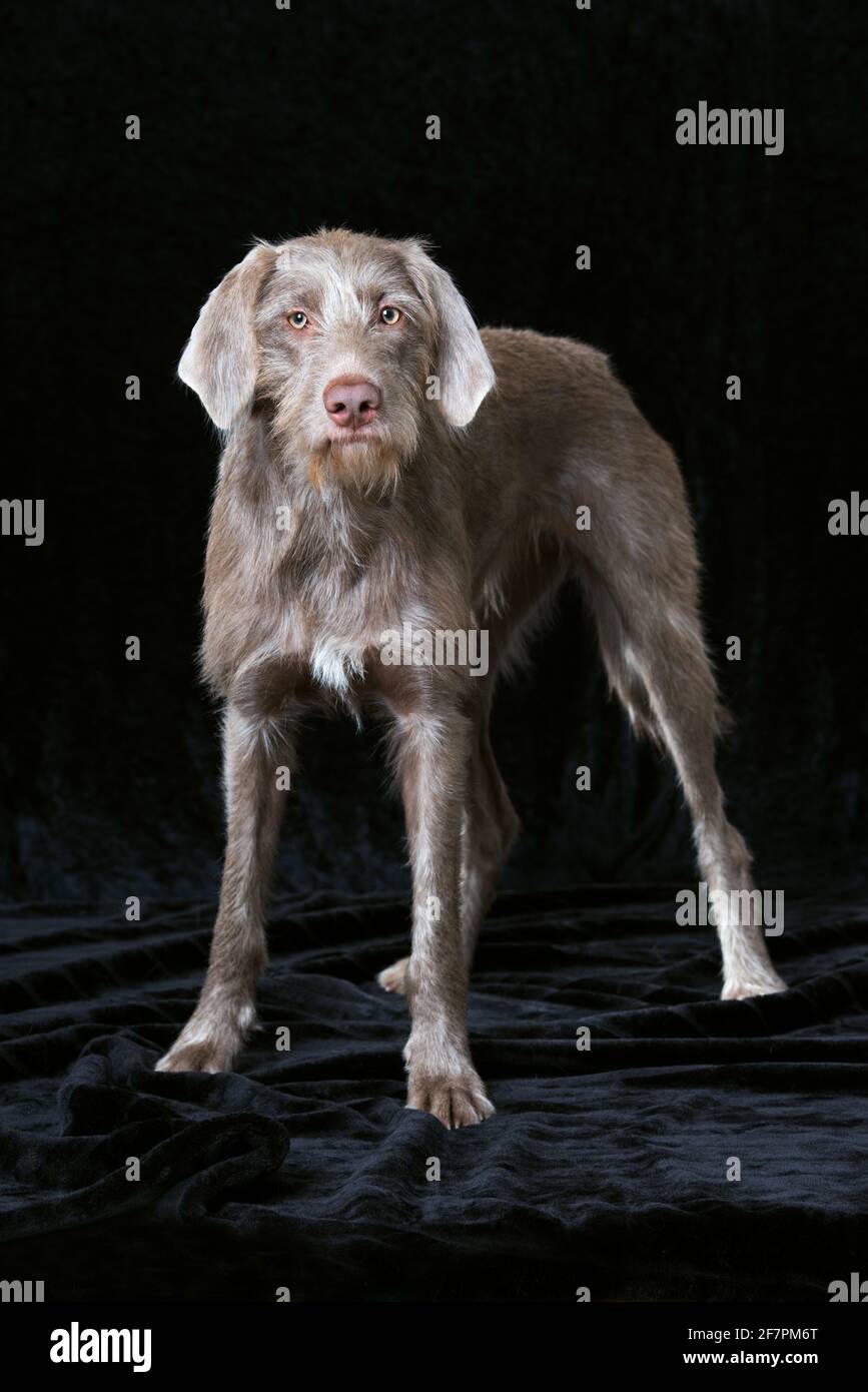 Weimaraner dog isolated on black background Stock Photo