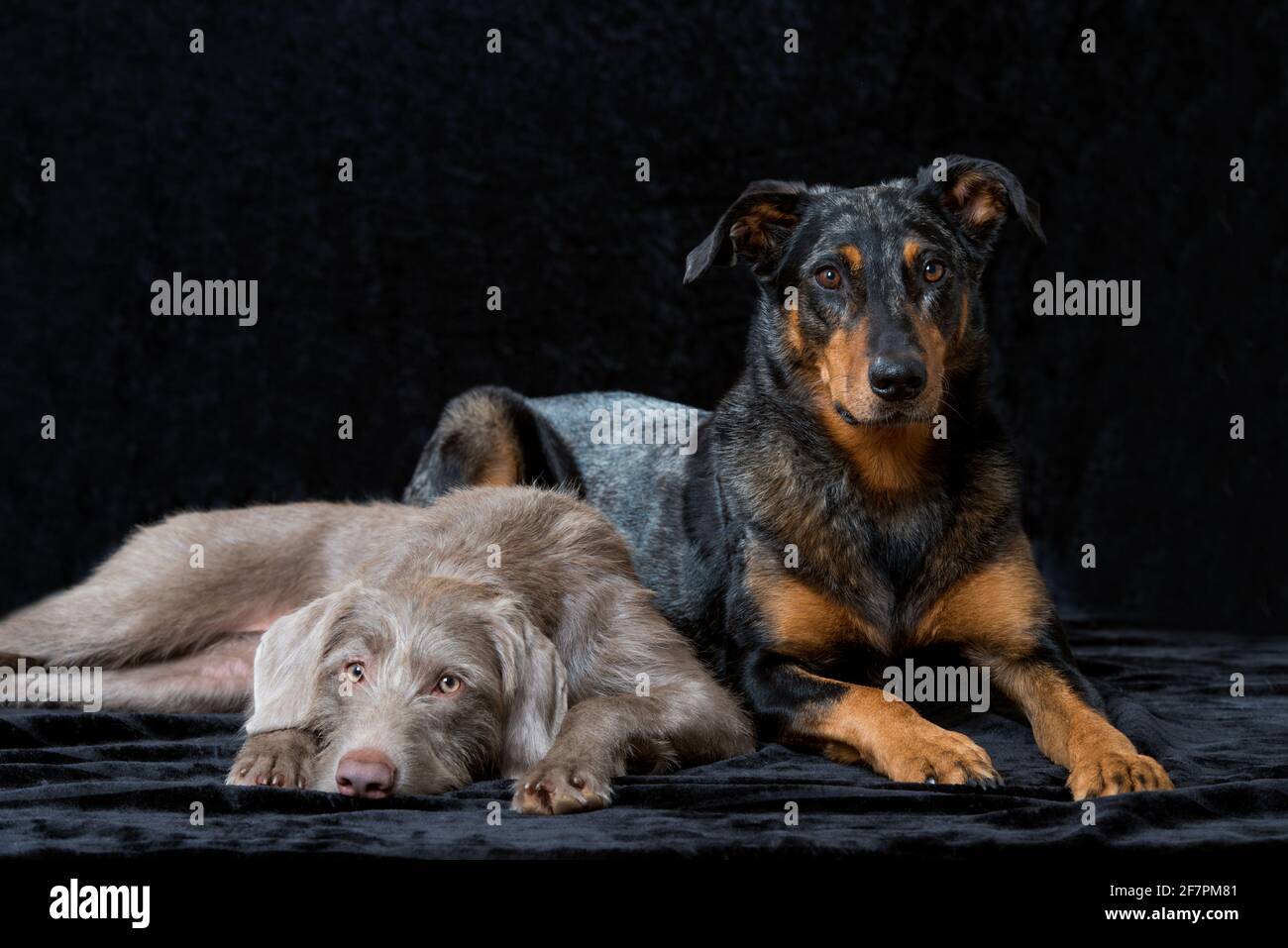 Weimaraner dog isolated on white background Stock Photo