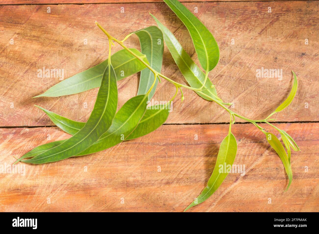 Fresh eucalyptus leaves on wooden background Eucalyptus globulus