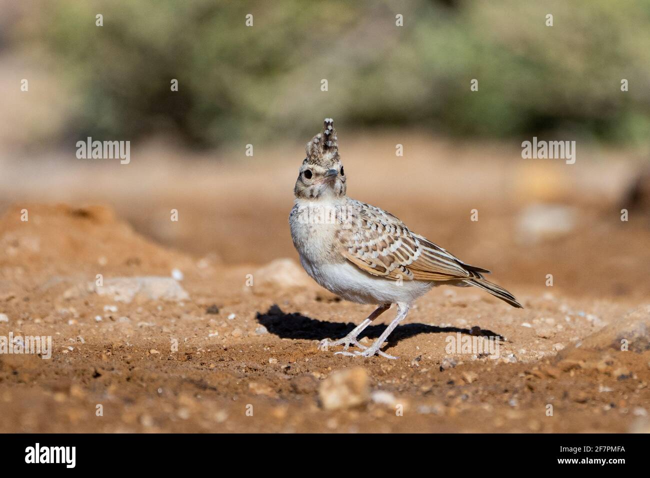 Crested Lark (Galerida cristata) near water,  Crested larks breed across most of temperate Eurasia from Portugal to north-east China and eastern India Stock Photo