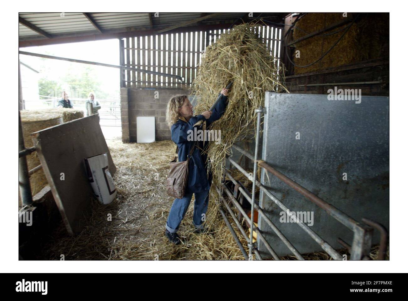 Deborah Ross spends the day 'working on' the Prince of Wales's farm:  Duchy Home Farm, Broadfield Farm, Tetbury.pic David Sandison 11/10/2005 Stock Photo