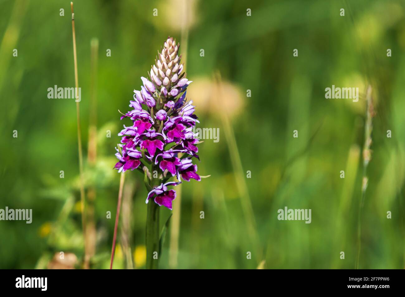 A summer 3 image HDR view of a Pyramidal Orchid, Anacamptis pyramidalis, at Heysham Nature Reserve in Lancashire, England. 20 June 2014 Stock Photo