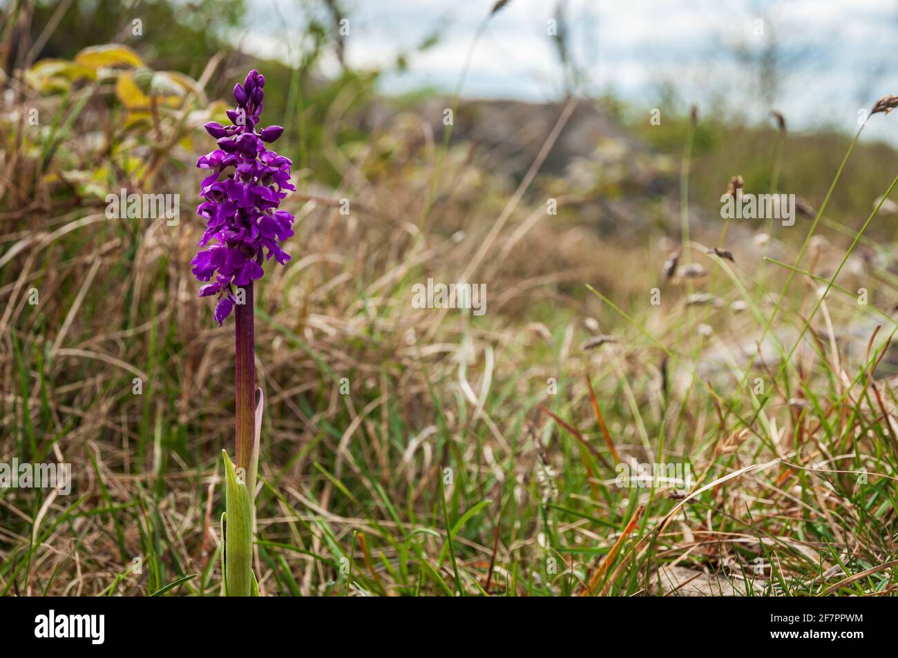 A 3 shot HDR spring image of a solitary Early Purple Orchid, Orchis mascula, at Hutton Craggs near Kikby Lonsdale, Lancashire, England. 02 May 2014 Stock Photo