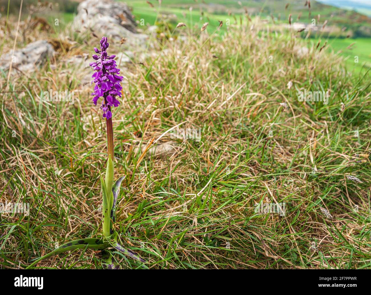 A 3 shot HDR spring image of a solitary Early Purple Orchid, Orchis mascula, at Hutton Craggs near Kikby Lonsdale, Lancashire, England. 02 May 2014 Stock Photo