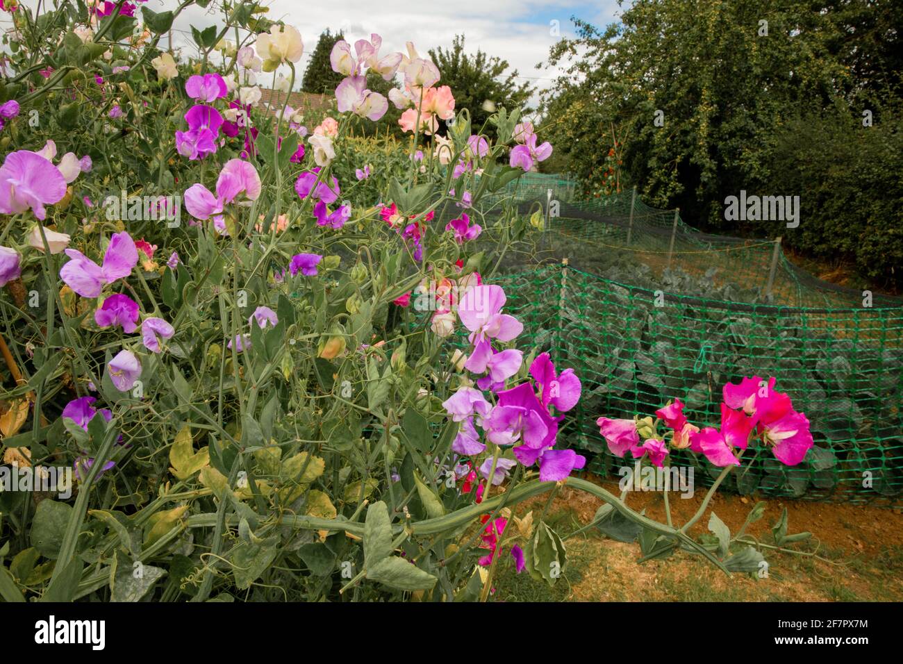 sweet peas growing on an allotment in southern UK Stock Photo Alamy