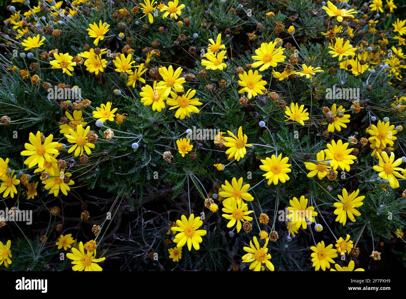Flowering yellow daisy bush. Stock Photo