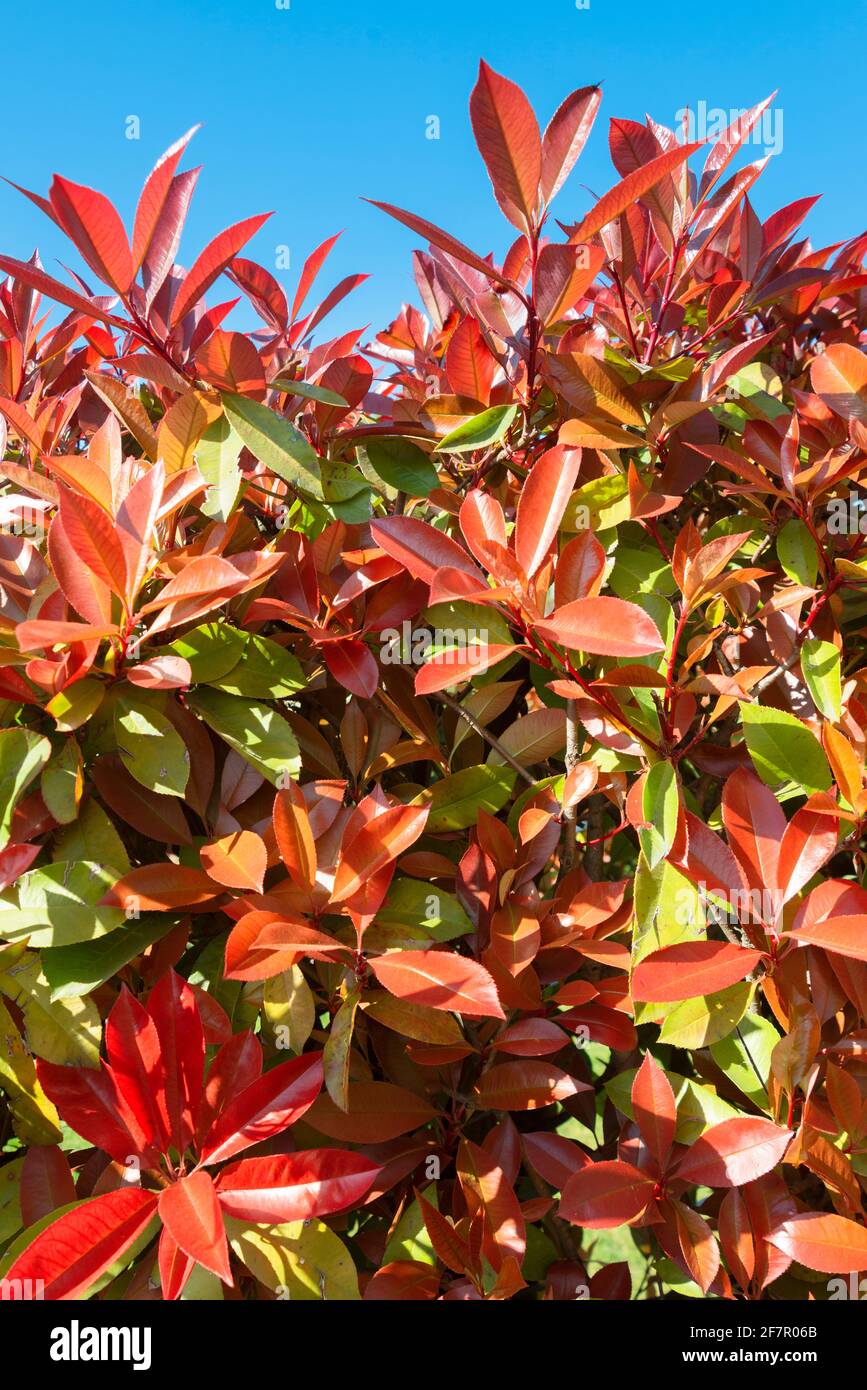 Leaves From a Photinia Red Robin Bush Stock Photo