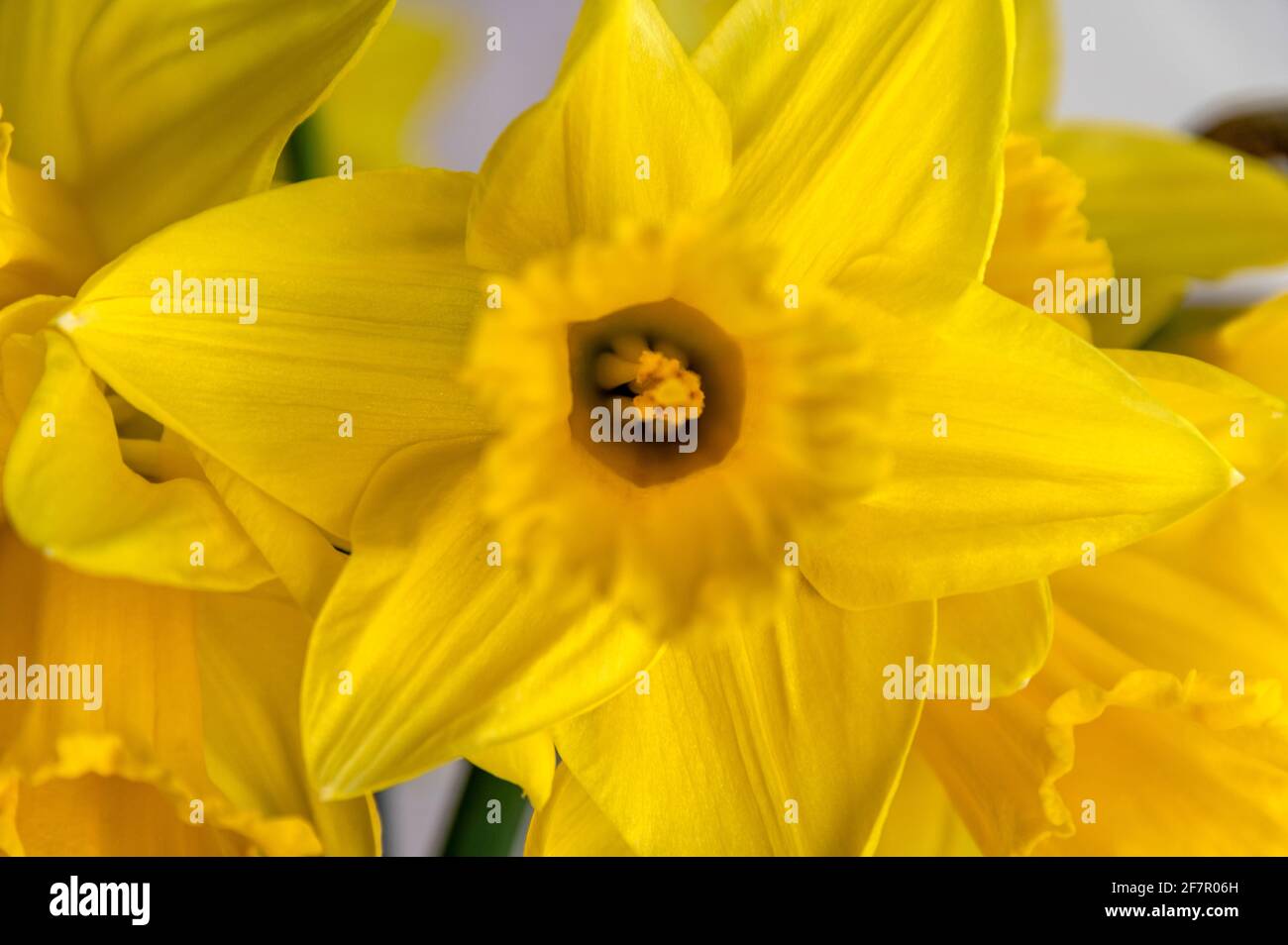 A bunch of Daffodils is displayed in a household vase.  The Daffodil is a bright yellow flower that brings much cheer and colour after a long drab winter Stock Photo