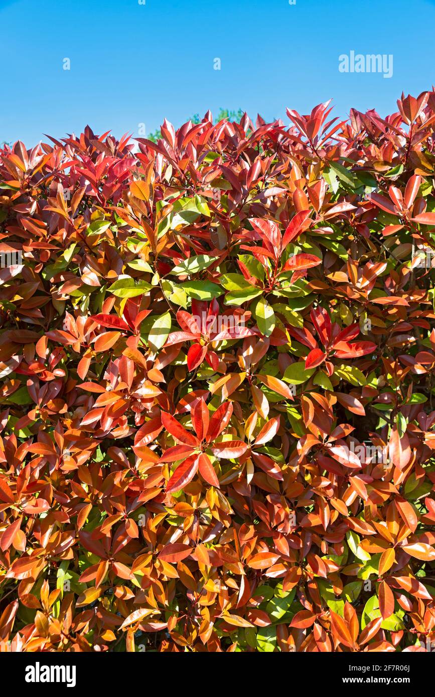 Leaves From a Photinia Red Robin Bush Stock Photo