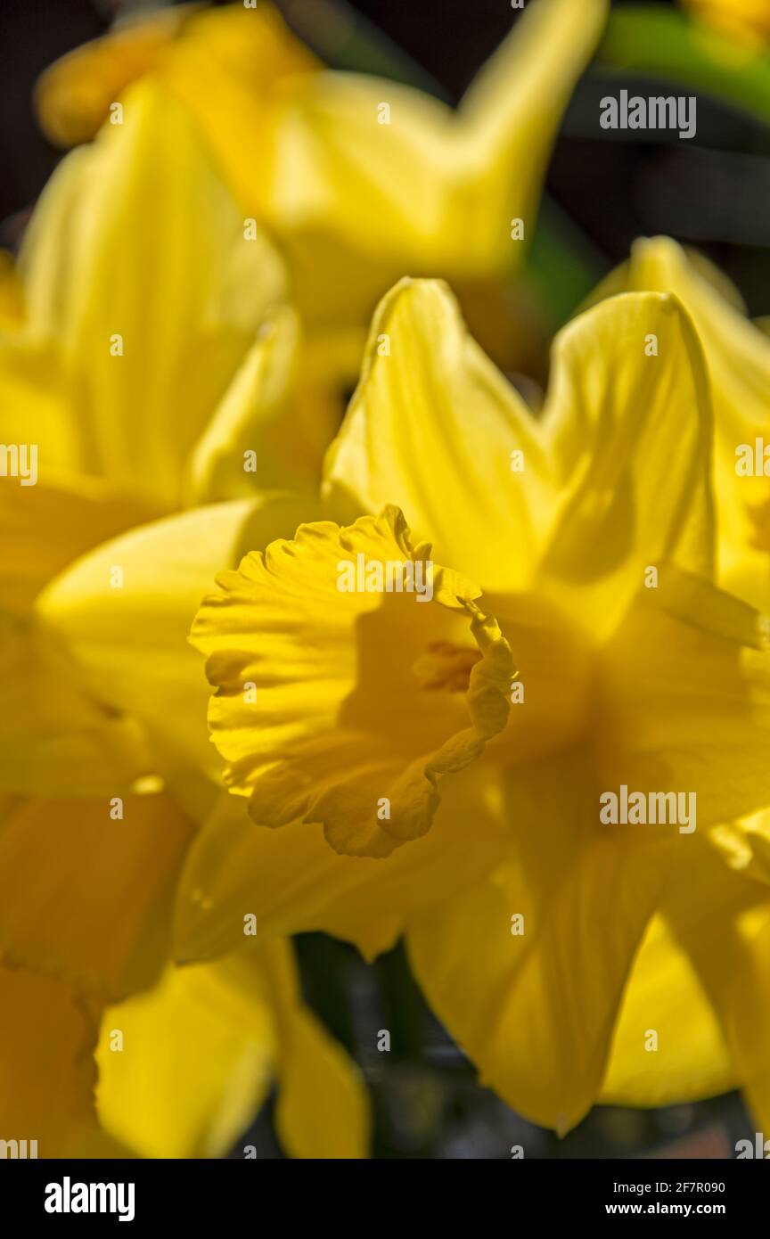 A bunch of Daffodils displayed in a household vase. The Daffodil is a
