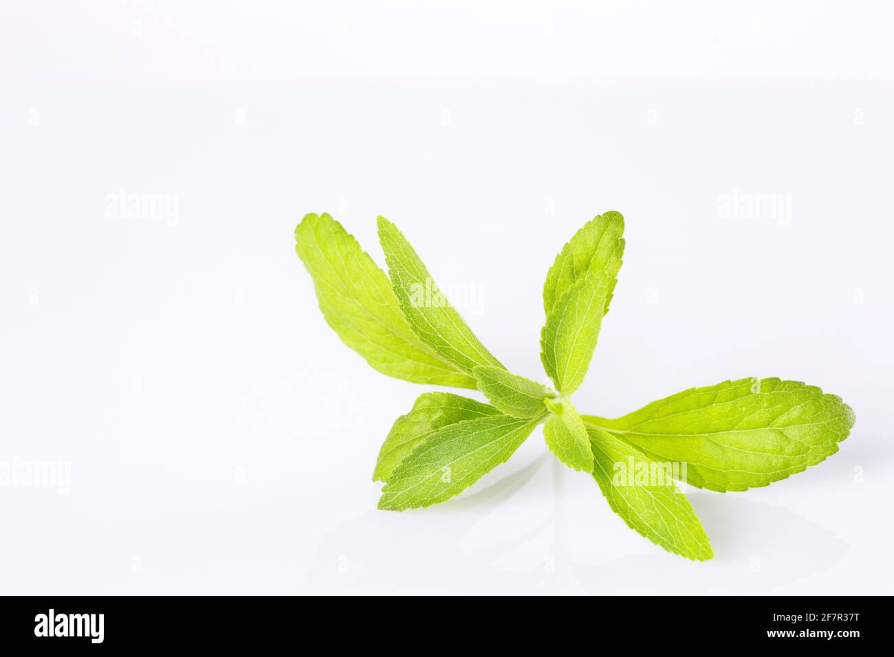 Stevia rebaudiana bunch isolated on white background Stock Photo Alamy