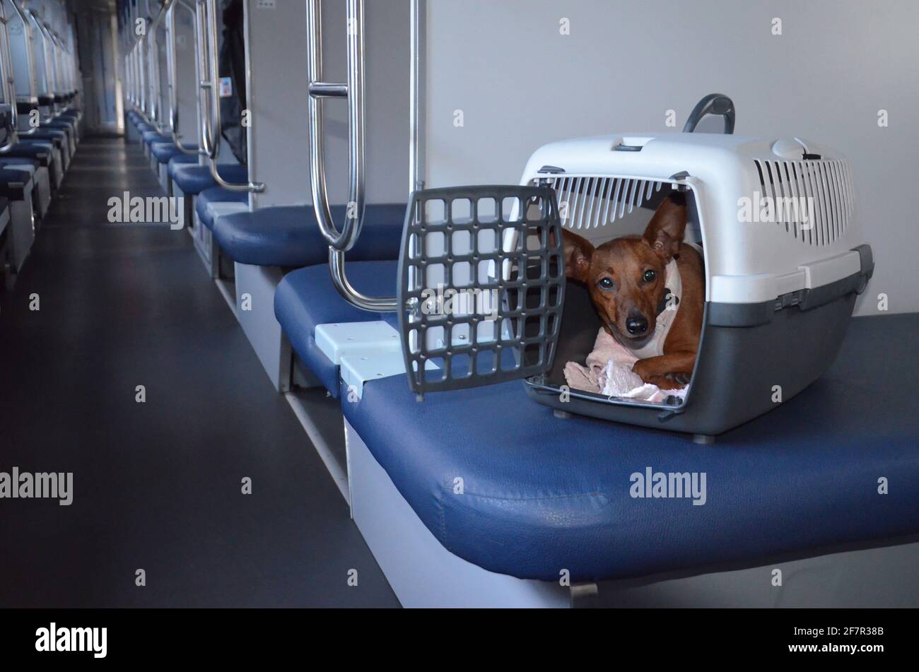 Can Dogs Ride On Amtrak Trains