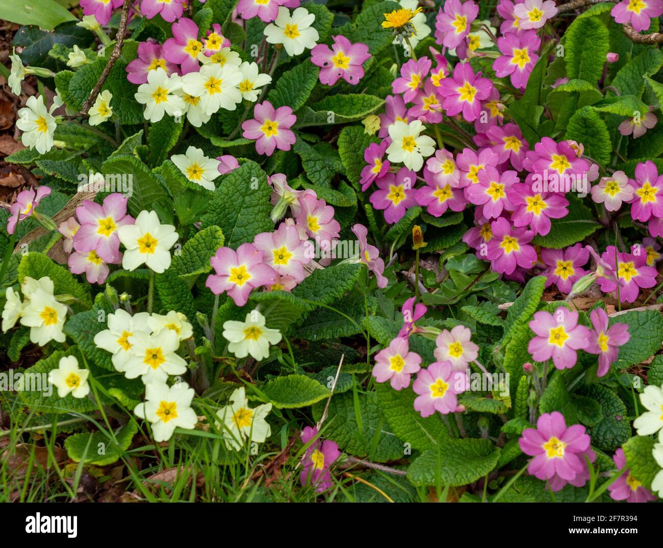 Primroses Primula Vulgaris in full spring flower Stock Photo