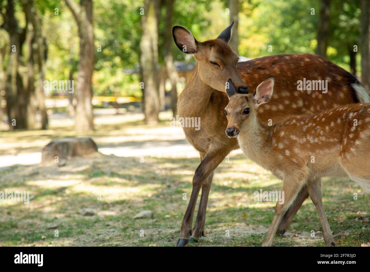 A mother Sika deer and her spotted baby fawn nuzzle in a sunny Japanese garden in Nara, Japan, Asia on a sunny day. Stock Photo