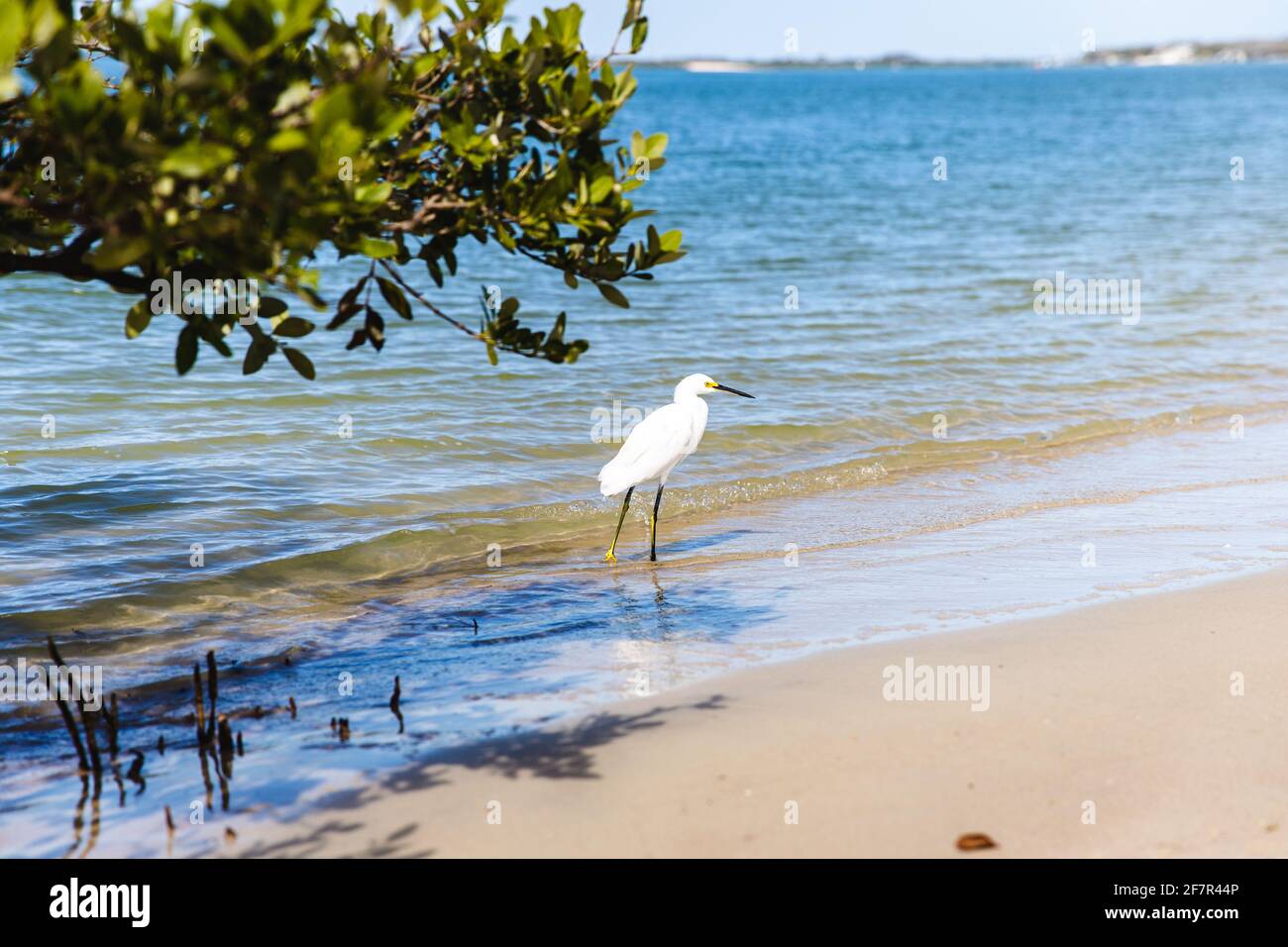 tall white bird with both legs in the water on a sandy beach Stock Photo