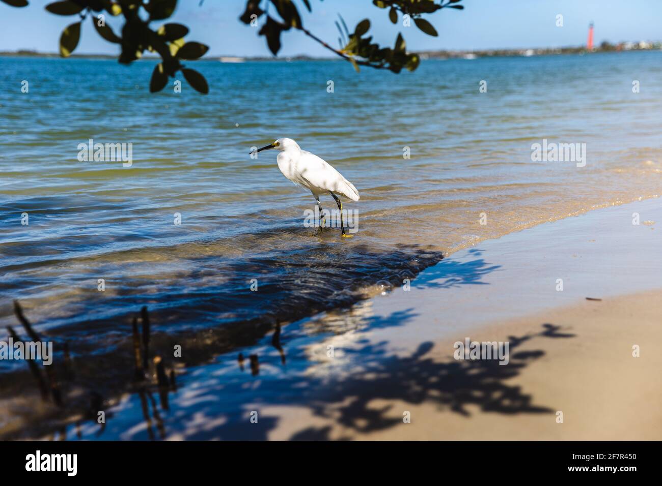 tall white bird with both legs in the water on a sandy beach under a ...