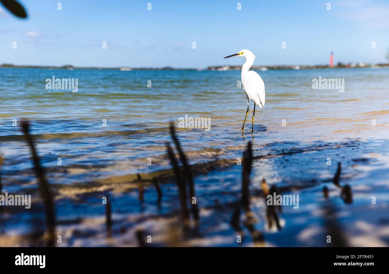 tall white bird with both legs in the water on a sandy beach in summer Stock Photo