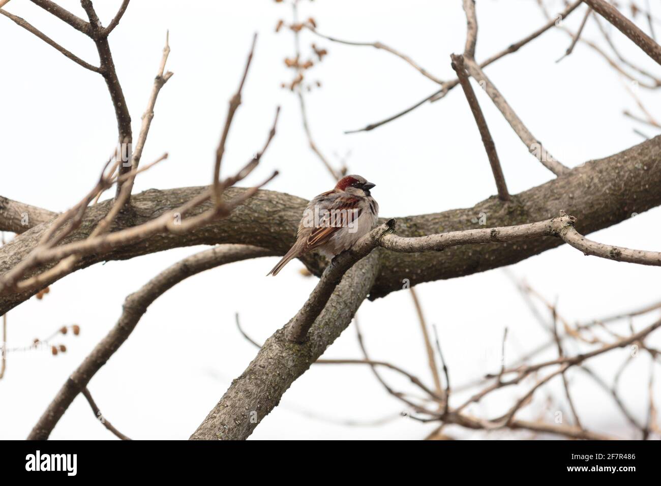 an adult breeding male house sparrow perched on a tree branch with his feathers puffed out against a white sky Stock Photo